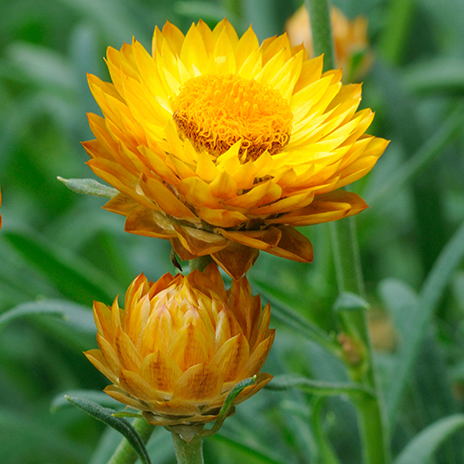 STRAWFLOWER SEEDS - GOLDEN YELLOW 50 SEEDS