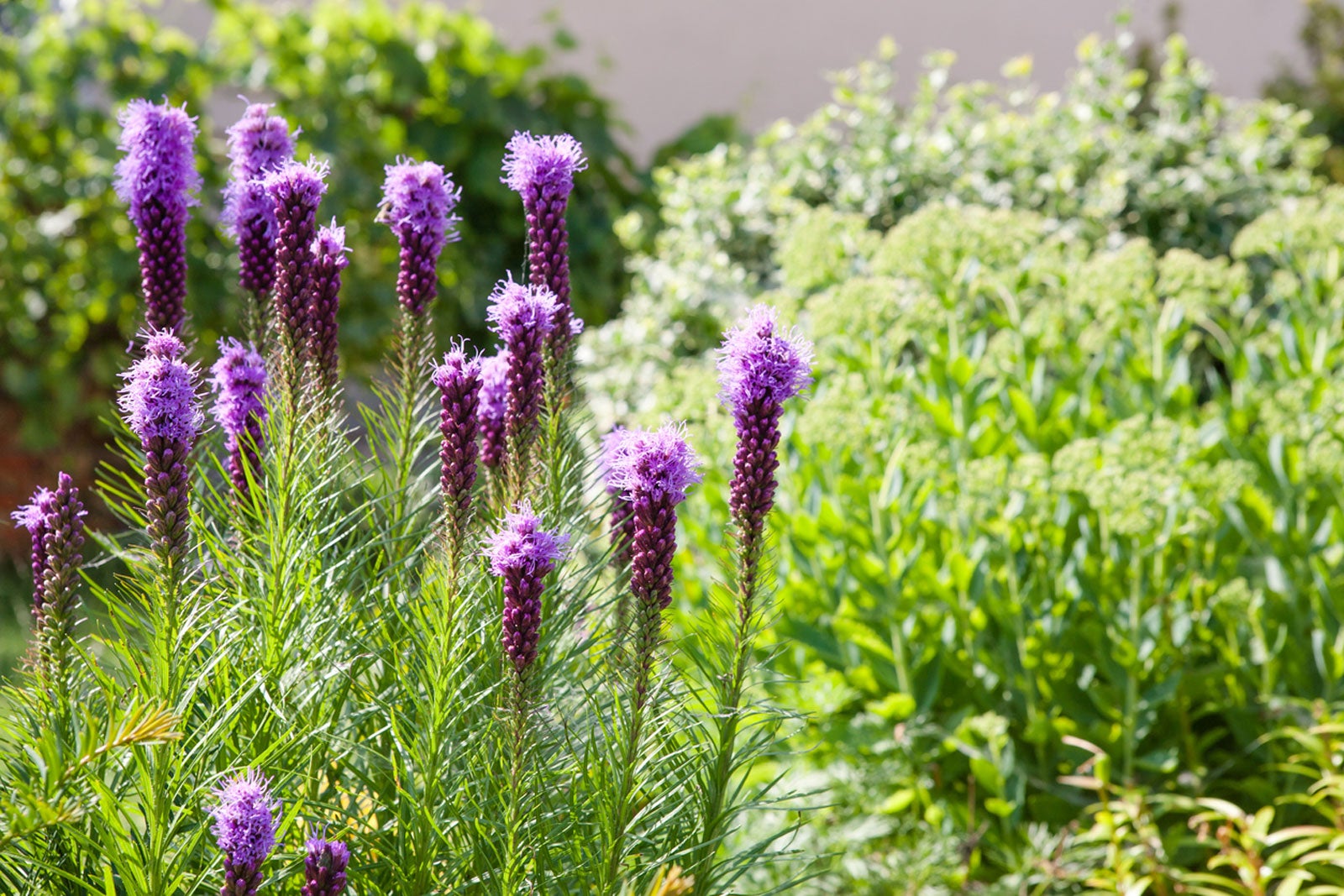 How To Grow And Care For Liatris (Blazing Star), 58% OFF