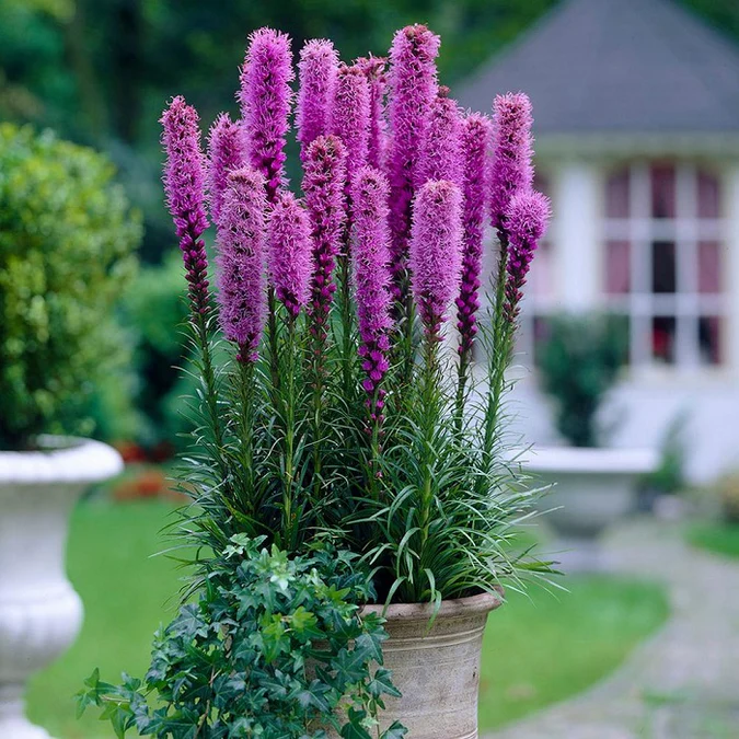 💜🌿Liatris Spicata Blazing Star Seeds