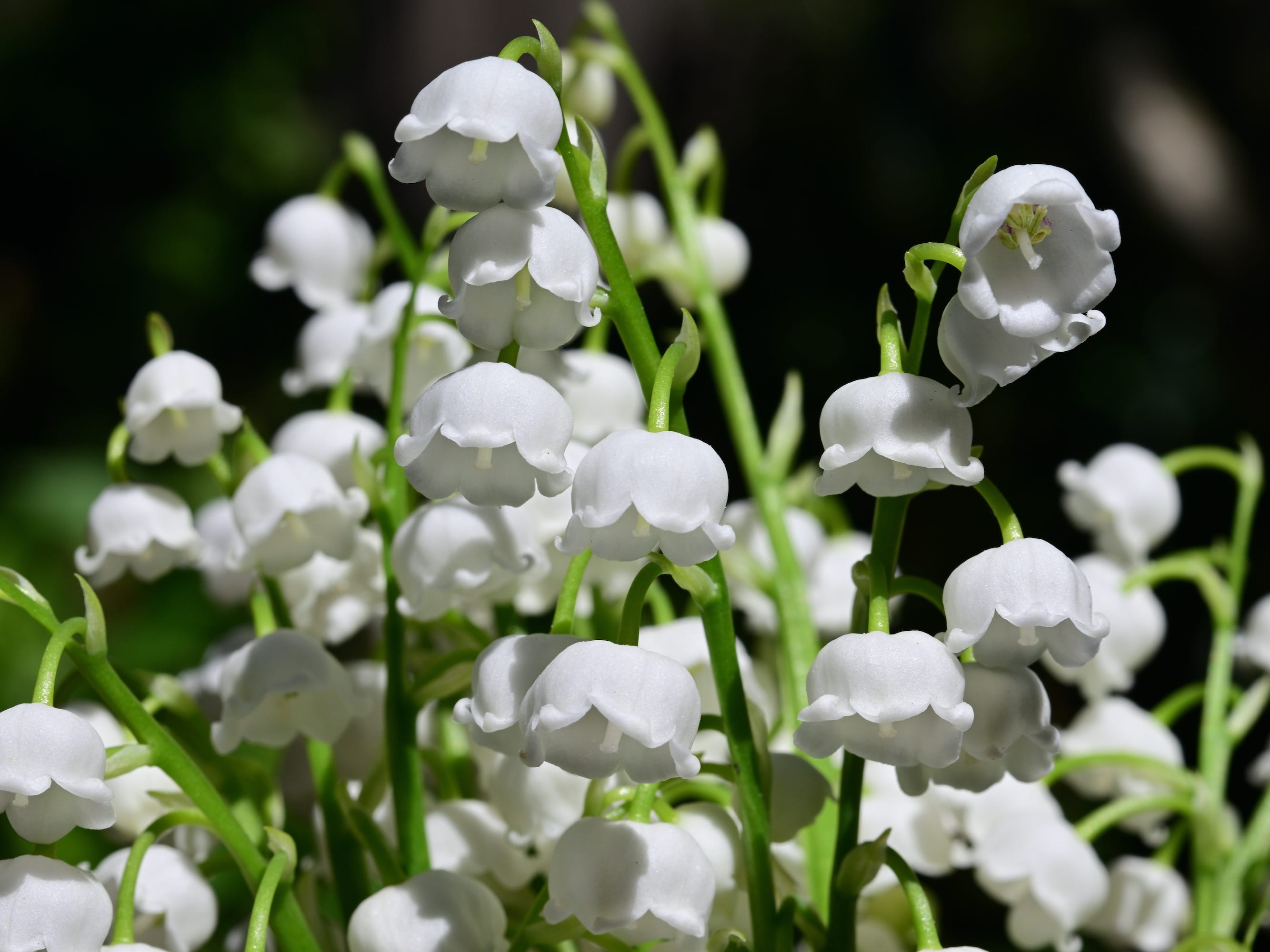 Lily Of The Valley Plant: Its Meaning And Why It's Poisonous