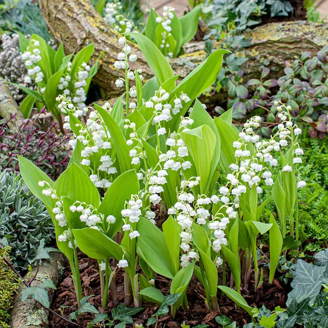 🤍Lily of the Valley Roots💐Fragrant & Timeless