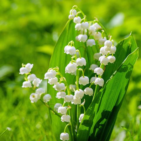 🤍Lily of the Valley Roots💐Fragrant & Timeless