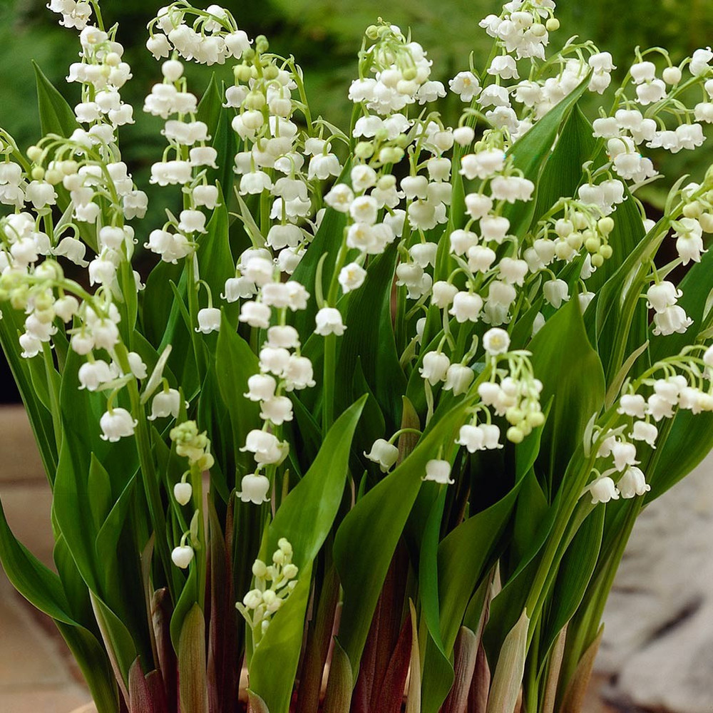 🤍Lily of the Valley Roots💐Fragrant & Timeless