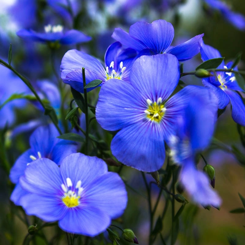 🔥2024 NEW💙💙Exclusive Blue Wildflower Seed Mix