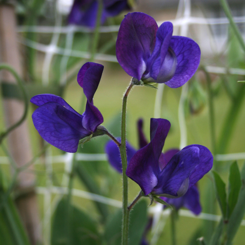💥Spring Hot Selling🌼Sweet Pea Seeds
