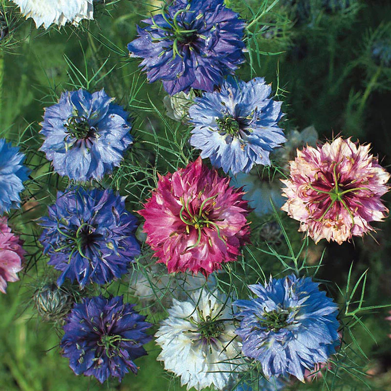 Love in a Mist Seeds - Miss Jekyll Double Mix