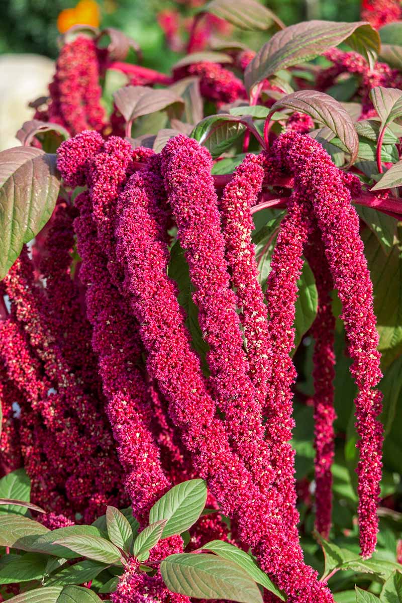 🌿 Amaranthus ‘Love-Lies-Bleeding’ Seeds