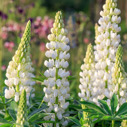 🥰🌿Russell Lupine Seeds