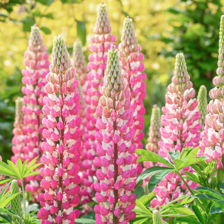🥰🌿Russell Lupine Seeds