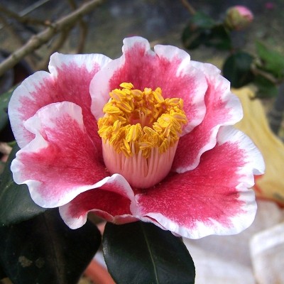Kakure-iso Camellia Seeds