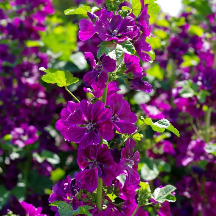 🔥Hot Seller🩷🤍Common Mallow 'Mauritanica' Seeds
