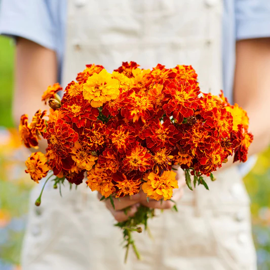 Rare Flower Plant Seeds 200+ Marigold Seeds - Queen Sophia