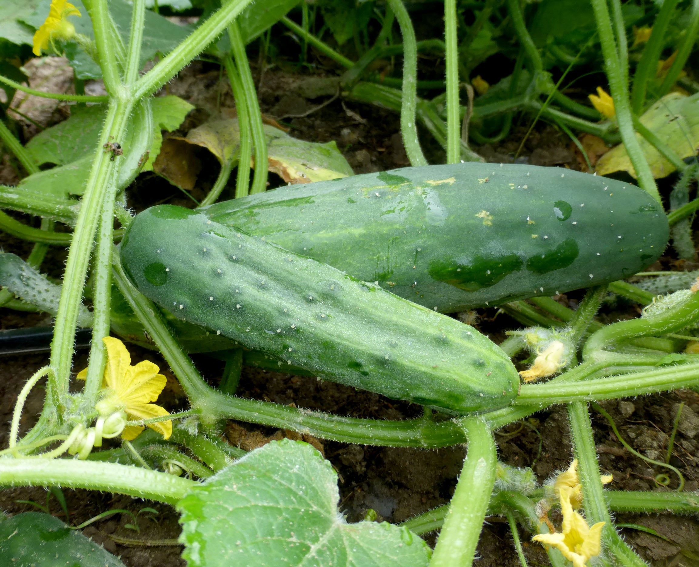 CUCUMBER 'Marketmore 76' - Plant Delivery Taylor &ndash; Lone Star Nursery