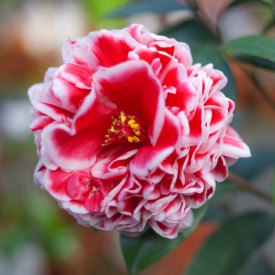 Dragon Fire Pearl Camellia Seeds