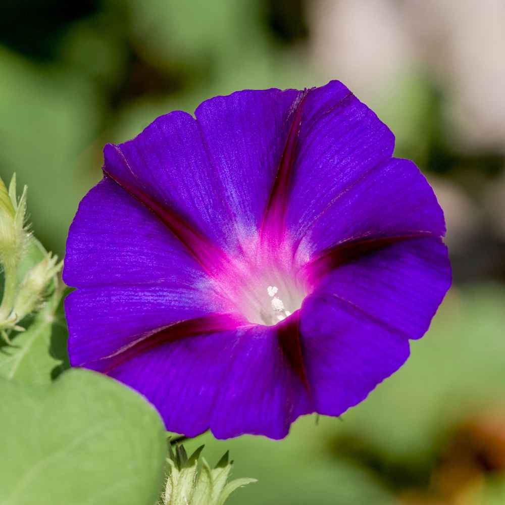 💜🌞Grandpa Ott Morning Glory Seeds