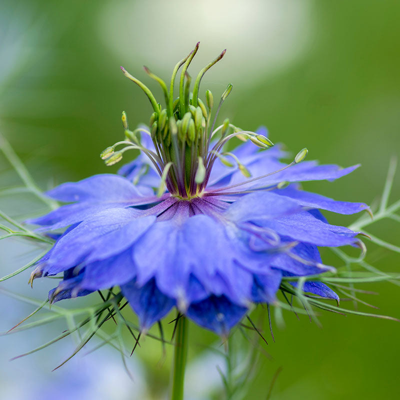 Nigella damascena 'Persian Jewels' - Love-in-a-Mist Seeds – Stocks & Green