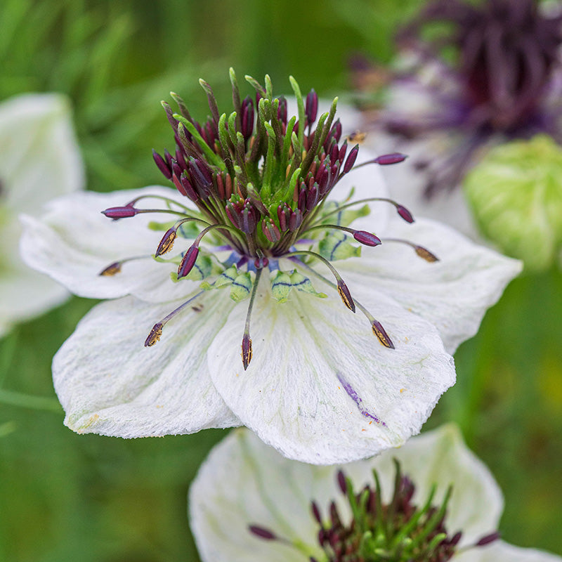 Nigella hispanica White Seeds – Stocks & Green