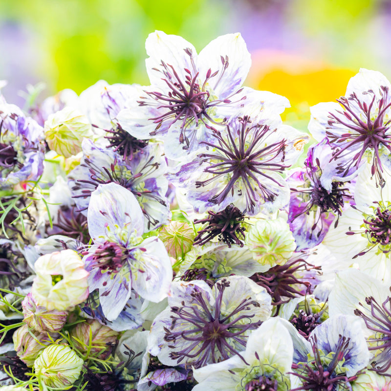 Nigella papillosa 'Delft Blue' - Love-in-a-Mist Seeds – Stocks & Green