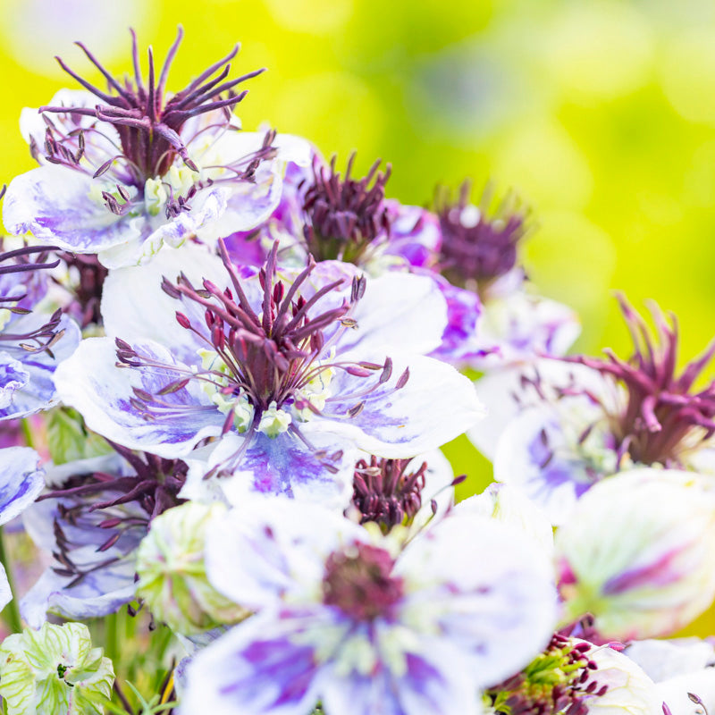 Nigella papillosa 'Delft Blue' - Love-in-a-Mist Seeds – Stocks & Green