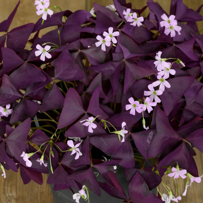 💜Good Luck to You✅Purple Oxalis Seeds