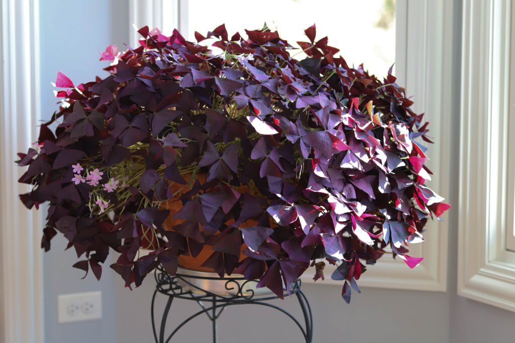 Geluksklaver: Oxalis triangularis - MAX Vandaag