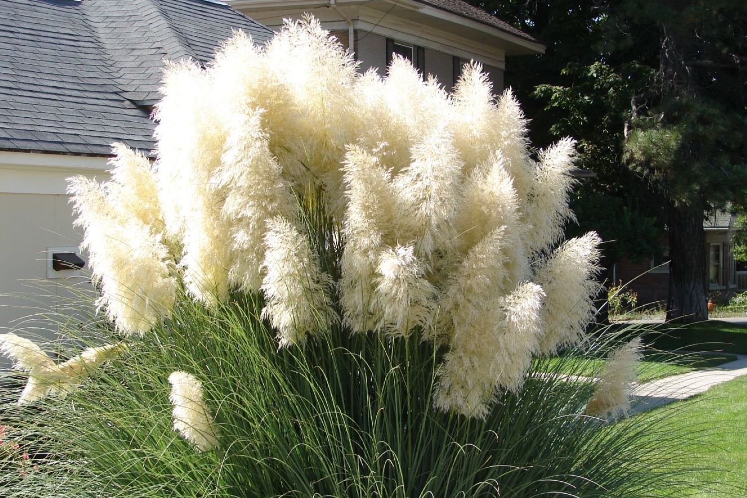 Pampas grass: varieties, care & propagation - Plantura