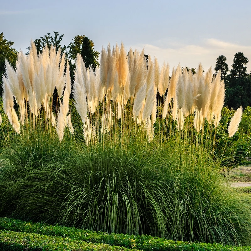 ✨Garden Favorite🌾Perennial Pampas Ornamental Grass Seeds