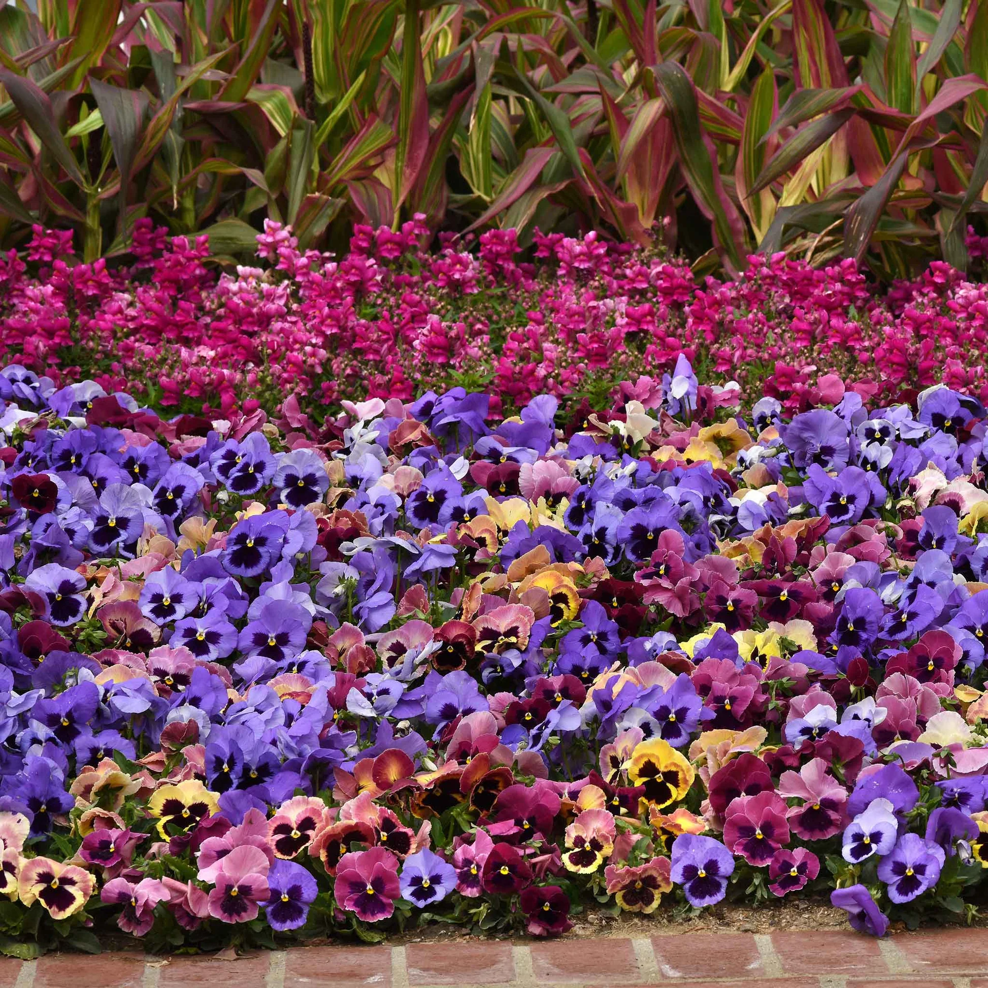 🎨Profuse Blooms · Vibrant Mix✨Mix Pansy Seeds