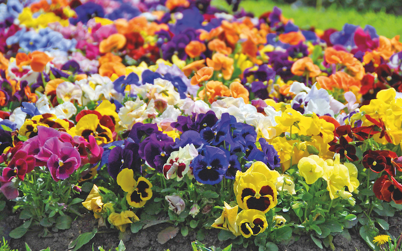 Best expert advice on growing winter bedding plants - Suttons Gardening  Grow How