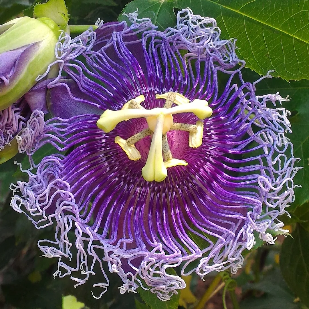 💙🌼Bluecrown Passionflower Seeds