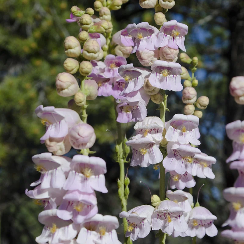 🐝Palmer Penstemon Seeds – Elegant Blooms, Low-Maintenance Beauty