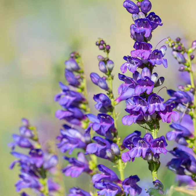 🐝Rocky Mountain Penstemon Seeds – Wild Beauty for Your Garden