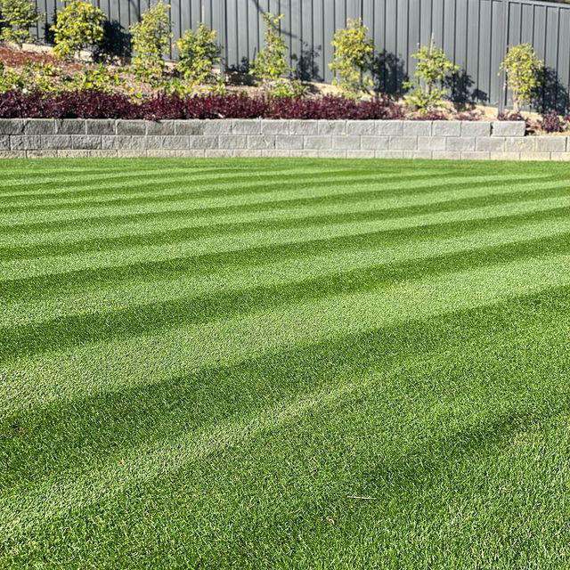 🏡EverGreen Perennial Ryegrass Seeds – Rapid Growth for Stunning Lawns