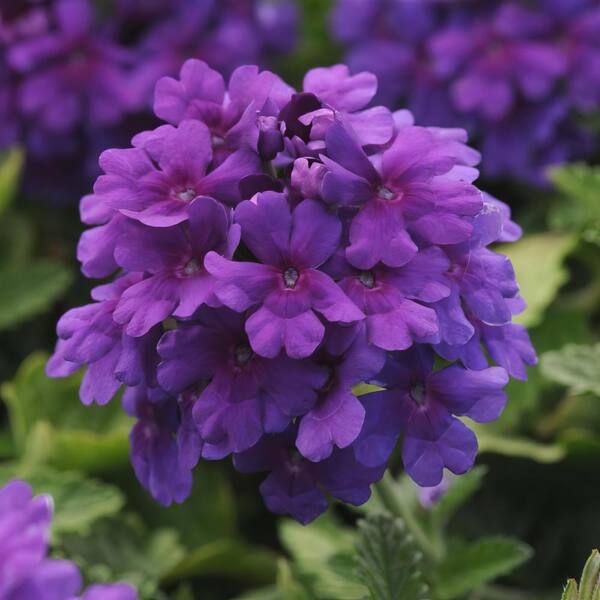 💜 Purple Moss Verbena Seeds – Ground Cover with Vibrant Blooms