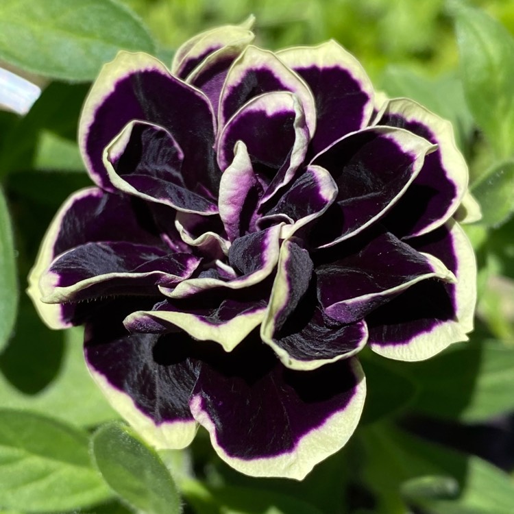 ✨🤩Hot Selling💐Rare Double Petunia Seeds