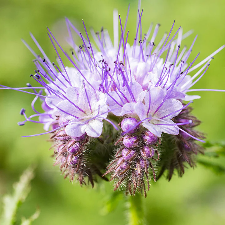 🐝✨Phacelia Tanacetifolia Seeds, Bee's Friend