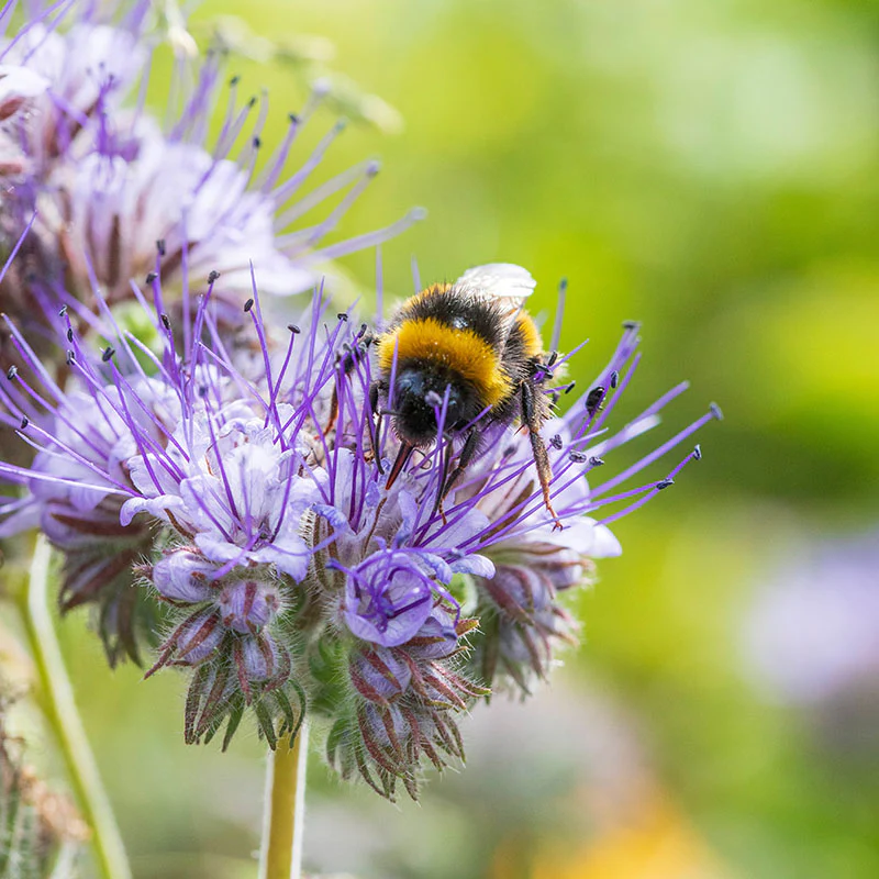 🐝✨Phacelia Tanacetifolia Seeds, Bee's Friend