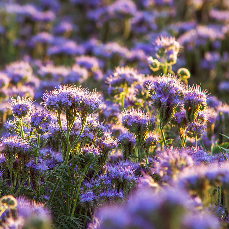 🐝✨Phacelia Tanacetifolia Seeds, Bee's Friend