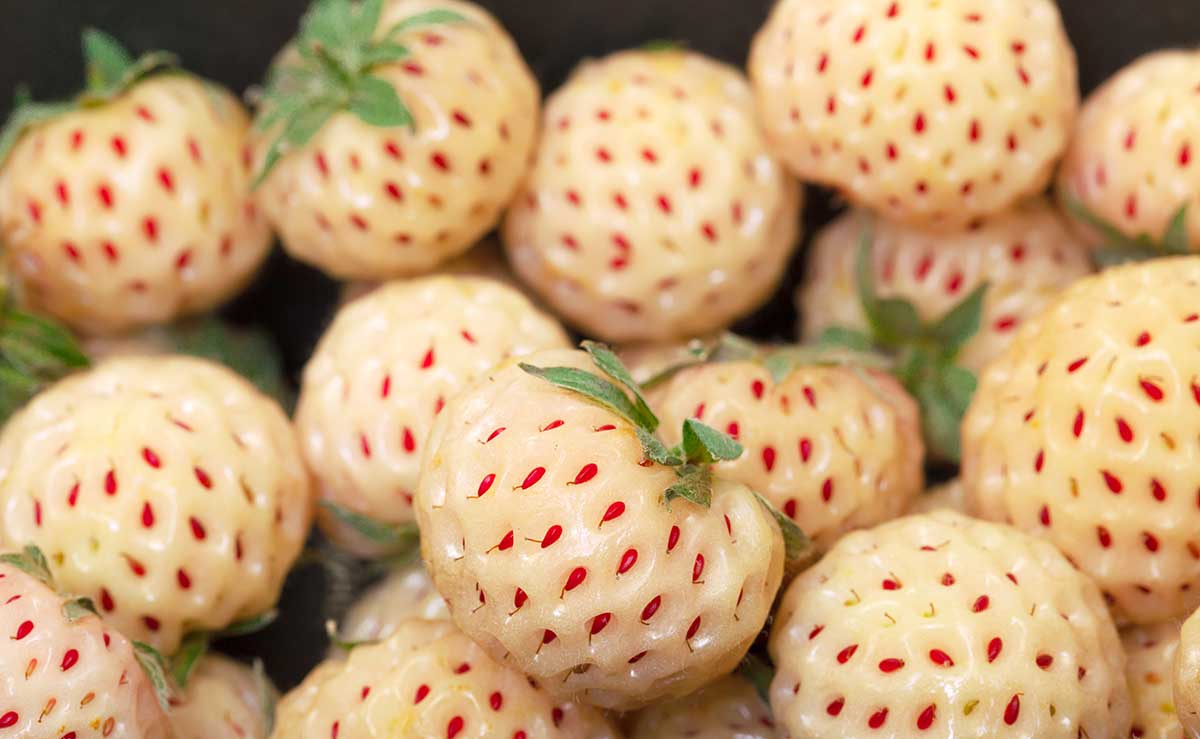 Pineberries: The White Strawberry You Need to Try