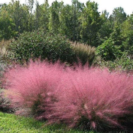 🩷Muhly Grass Seeds - Create a Stunning Pink Cloud in Your Garden