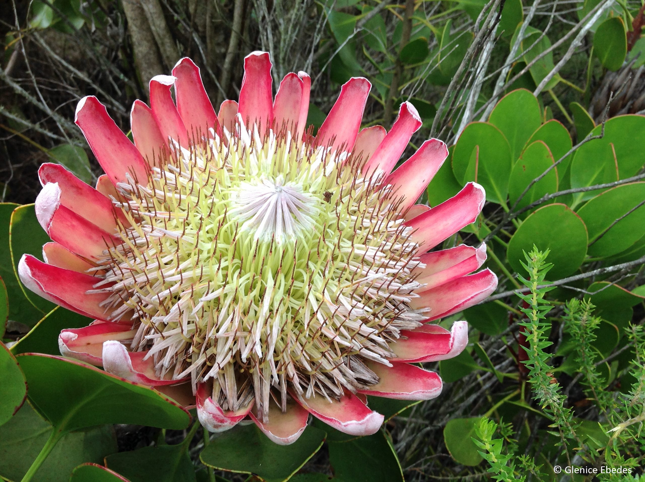 Protea cynaroides &ndash; PLANTBOOK