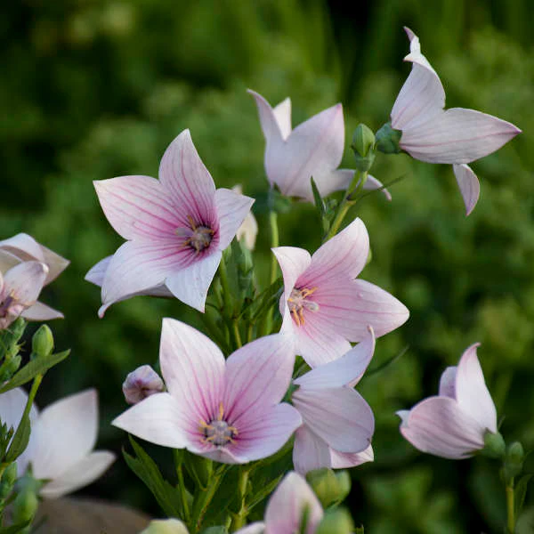 🎈Limited-time Offer💜🩵Balloon Flower Seeds
