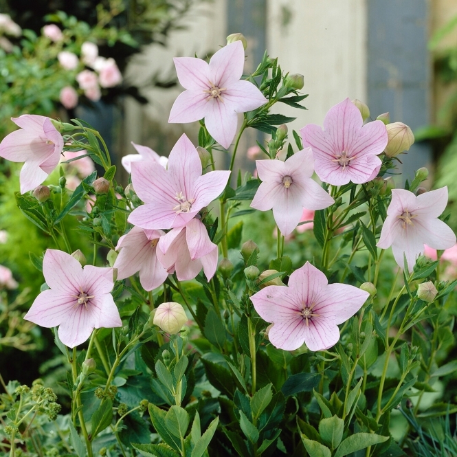 🎈Limited-time Offer💜🩵Balloon Flower Seeds
