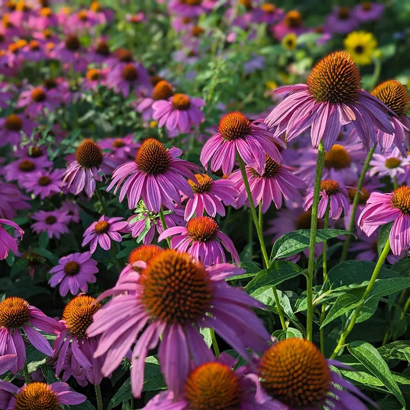 🐝 Mix Echinacea Seeds – Beautiful, Hardy & Pollinator-Friendly