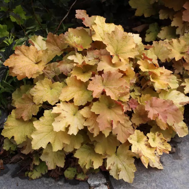 Amber Waves Coral Bells Seeds – Warm, Golden Foliage for a Radiant Garden Display!