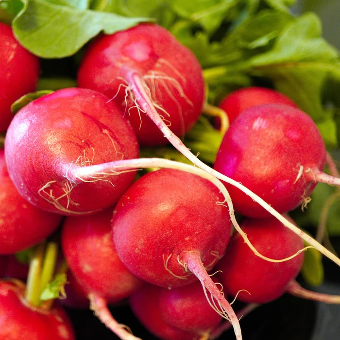 🔥Spring Hot Sale😋Cherry Belle Radish Seeds