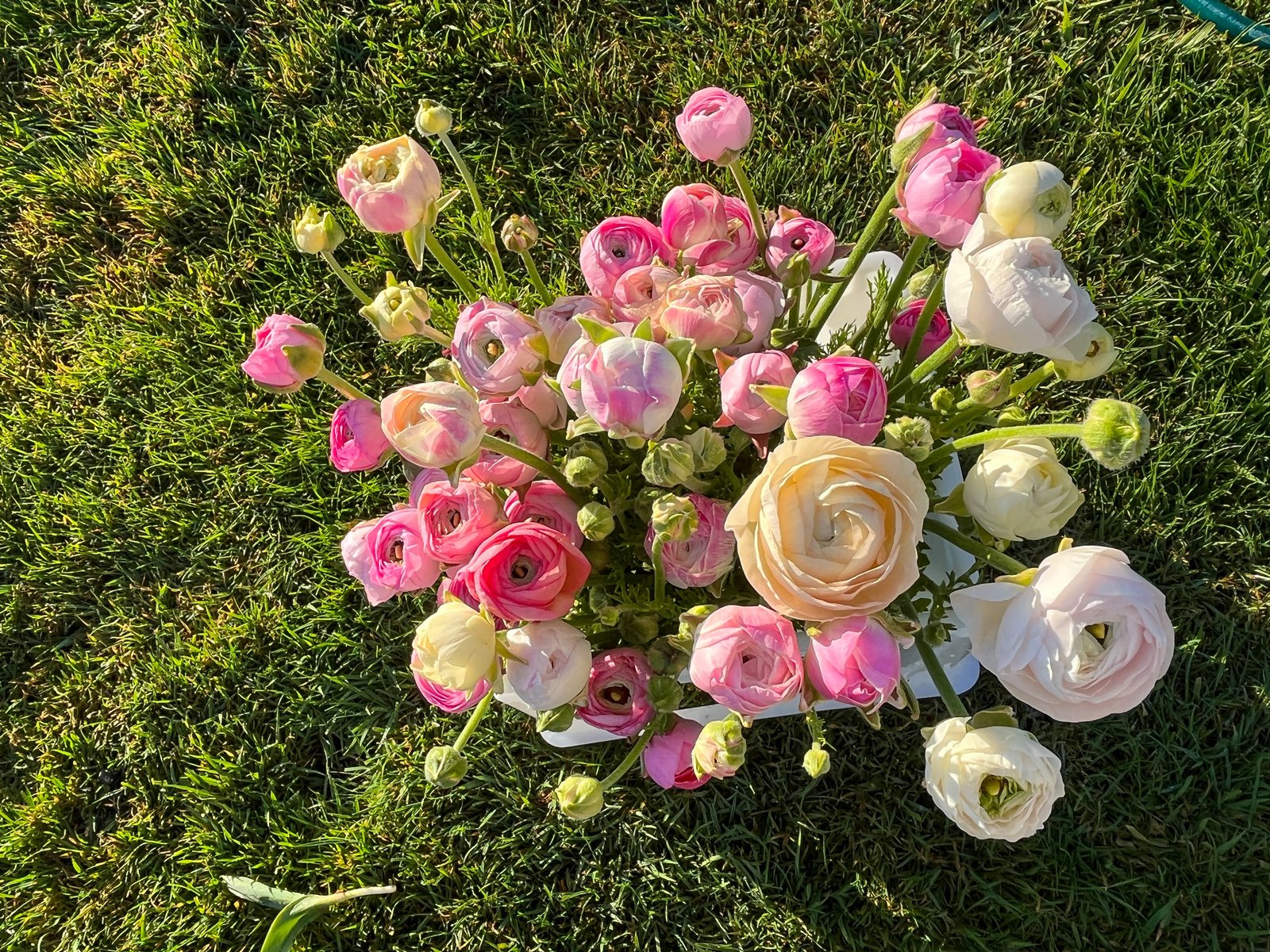 Ranunculus Corm - Specialty Cut Flower Varieties | The Rural Florist