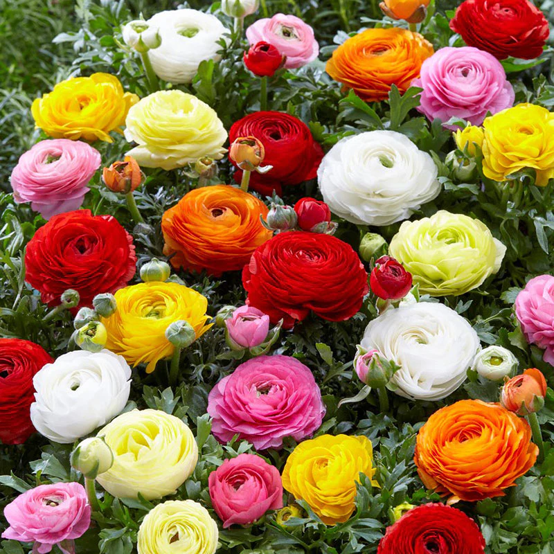 ✨Hot Selling💐Colorful Ranunculus Seeds