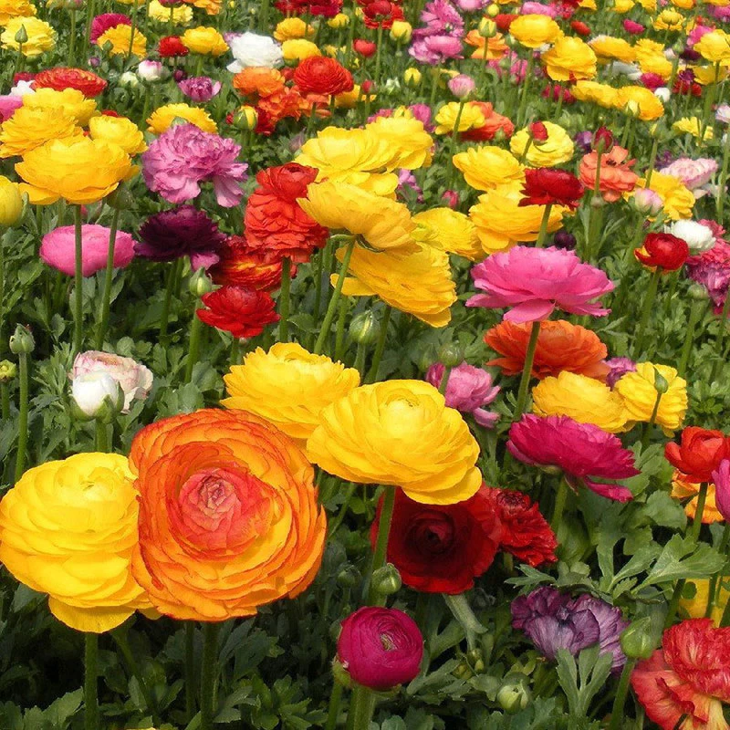 ✨Hot Selling💐Colorful Ranunculus Seeds