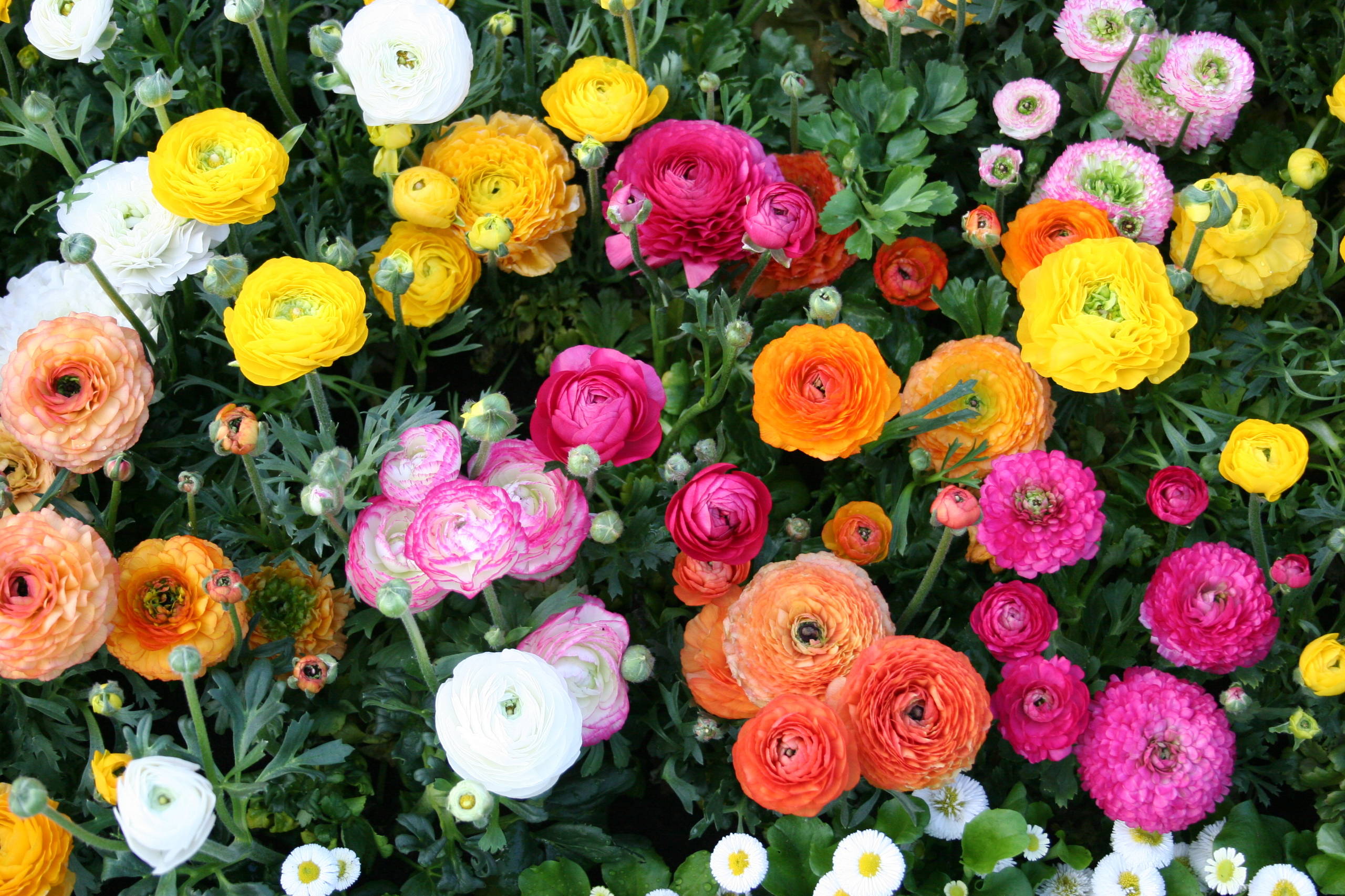 Grow Papery Ranunculus Blooms for Cheery Garden Charm